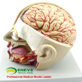 BRAIN04 (12401) Anatomie médicale Coupe de la tête avec cerveau, 4 parties, modèles de cerveau 12401